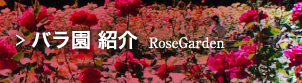 バラ園 紹介