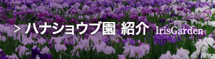 ハナショウブ園 紹介