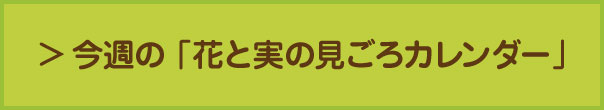 今週の「花と実の見ごろカレンダー」
